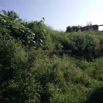 BAILHONGAL | Durgbharari